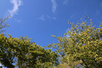 Very bright colored trees with autumn season leaves, blue sky background low angle view photo. Colorful fall time image of the parks and nature in Finland. Beauty of nature and outdoors represented!