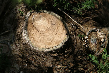 Old rotten stump in the city park.