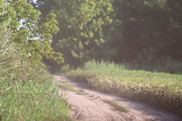 Dust along a dirt road near a field in summer.