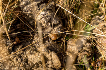 Man foraging, looking for psilocybin or magic mushroom, growing on horse dung - Haute-Savoie, France