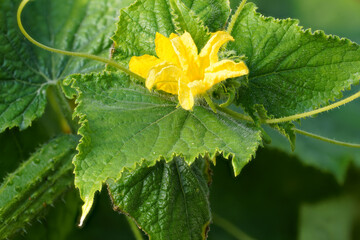 the yellow flower of a cucumber