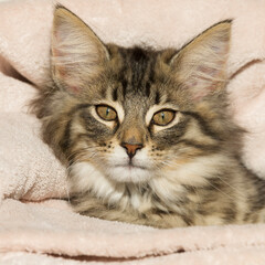 Norwegisches Waldkatzen Kitten liegt in einer Decke