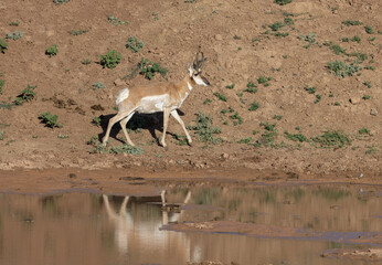 Obraz na płótnie Canvas Pronghorn Antelope Buck Reflected in a Wyoming Desert Waterhole