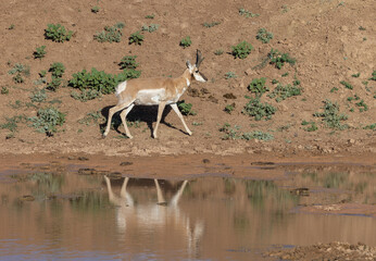 Pronghorn Antelope Buck Reflected in a Wyoming Desert Waterhole