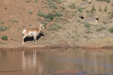 Pronghorn Antelope Buck Reflected in a Wyoming Desert Waterhole