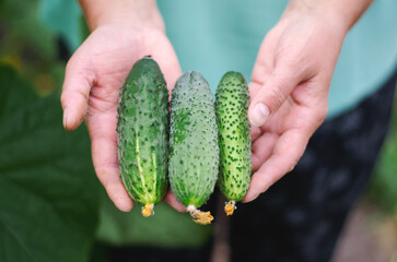 Farmer woman holding fresh cucumbers in her hands. Woman harvesting cucumbers in a greenhouse