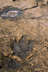 Preserved signs of prehistoric Jurassic period - dinosaur foot track in stone 