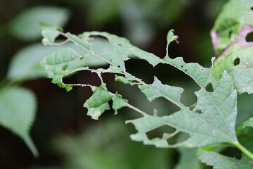 虫に食べられた葉