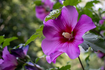 Purple Hibiscus syriacus rose of sharon. Close-up of pink and purple hibiscus flowers. Medicinal plant chinese rose in the summer garden. Beautiful purple flowering perennial on a bush. 