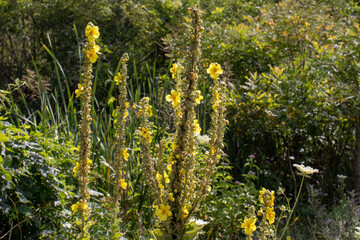 Yellow dense-flowered mullein. Tall yellow medicinal plant Verbascum densiflorum,  Denseflower mullein with yellow, edible flowers. Organic wild flower on the summer meadow