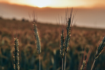 Beautiful close-up on a crops © Dominik
