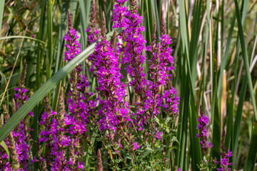 Purple flowers over the river. Summer landscape. Rosebay Willowherb medicinal plant with bright flowers