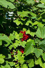A brush of red currant berries and green leaves.