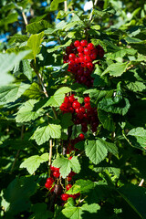 A brush of red currant berries and green leaves.