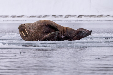 Fototapeta premium Large male walrus (Odobenus rosmarus) lying on an ice floe in arctic Svalbard