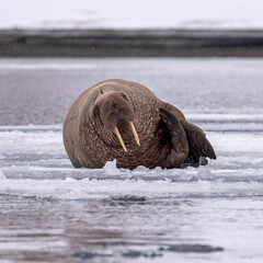 Large male walrus (Odobenus rosmarus) lying on an ice floe in arctic Svalbard
