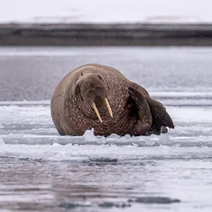 Fotobehang Walrus Large male walrus (Odobenus rosmarus) lying on an ice floe in arctic Svalbard