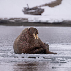 Obraz premium Large male walrus (Odobenus rosmarus) lying on an ice floe in arctic Svalbard