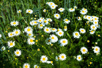 daisies, small white flowers with a yellow center,