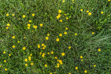 yellow flowers on a green carpet of grass