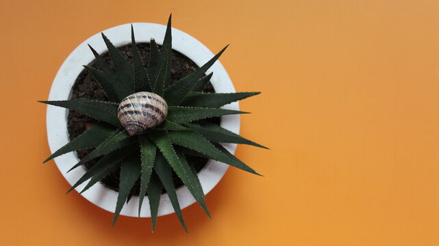 Caracol sobre planta suculenta echeveria