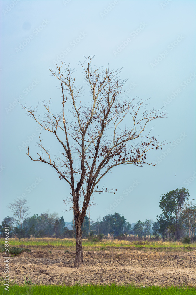 Poster a single, bare tree in a field. there are other trees in the distance. the sky is a light blue.