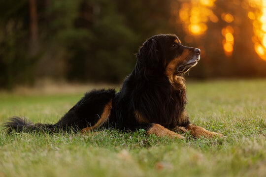 male dog hovawart gold and black resting with dignity in the sunset