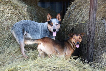 Happy dogs playing on grass bales.