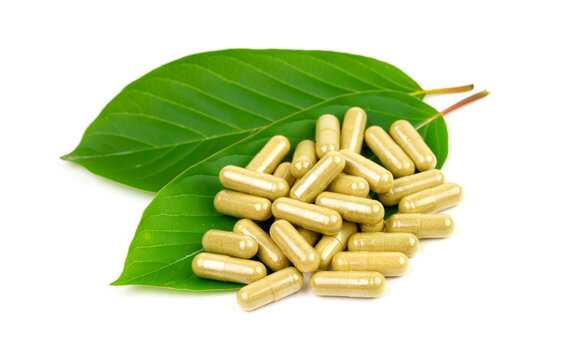 Mitragyna Speciosa Korth or kratom capsules with green leaf isolated on white background. 