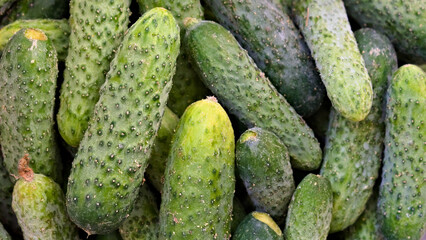 Fresh green cucumbers