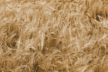 Yellow ears of ripe golden wheat ready to be harvested in early summer