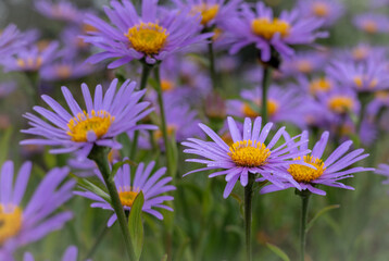 Aster himalaicus purple flowers with yellow centers, blooming in the garden.