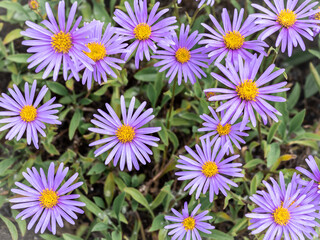 Aster himalaicus numerous purple flowers with yellow centers, blooming in the garden.