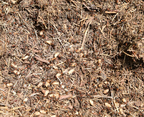 anthill with many  ants defending their large eggs from the attack of the invader who destroyed the lair