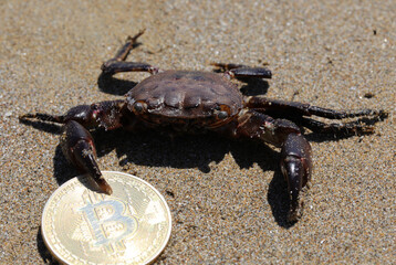 claw of the crab holding very tightly the coin with a big b symbolizing Bitcoins on the sand of the beach