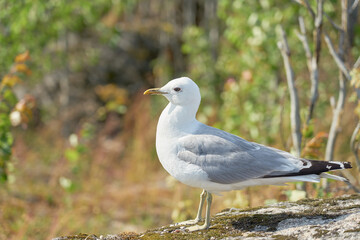 A seagull near on a granite stone in the sun.