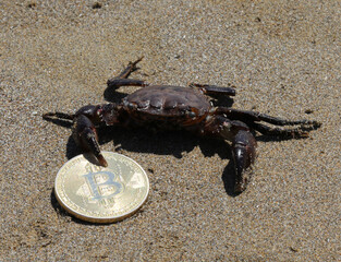 claw of the crab holding very tightly the coin with a big b symbolizing Bitcoins on the beach