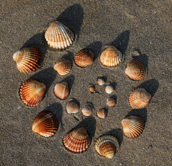 shells of the same type that form a spiral from the smallest to the largest on the sand of the beach