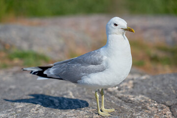 A seagull near on a granite stone in the sun.