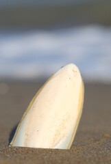 white cuttlefish bone on the shore of the sandy beach with the blurred sea