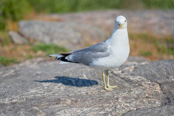 A seagull near on a granite stone in the sun.