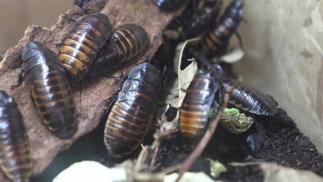 Madagascar hissing cockroaches in a terrarium.