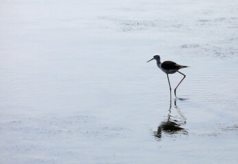 bird called black-winged stilt or Himantopus himantopus is a long-legged wader of the black-winged stilt family called CAVALIERE DI ITALIA in italian language