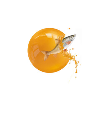 vandoise, oeuf de poisson, naissance, poisson, &eacute;vasion, sortir, b&eacute;b&eacute;, jaune, orange, frais, p&ecirc;cher, mer, oc&eacute;an, eau