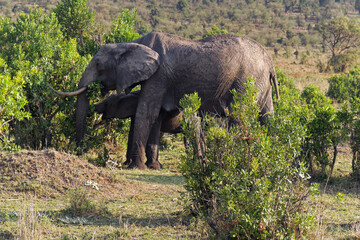 Fototapeta premium Elephants wild Africa