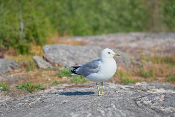 A seagull near on a granite stone in the sun.