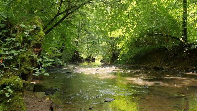 Creek (Duessel) in the forest, shot with camera crane, Germany
