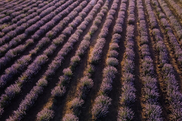 Aerial drone view of a lavender field with blooming purple flowers. Lavender Oil Production. Field with lavender rows. Aromatherapy. Relax.