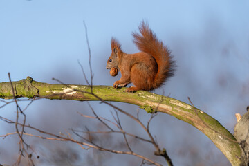 Wiewiórka siedząca na gałęzi z orzechem