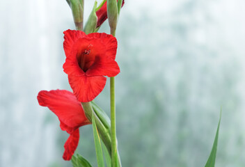 red poppy in the wind